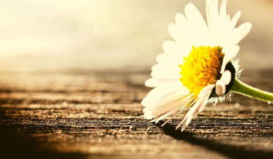 Le soleil se lève derrière une fleur