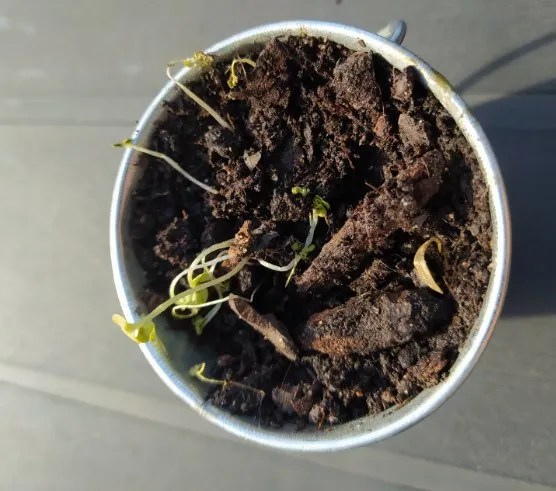 Un pot de terre arrosé
