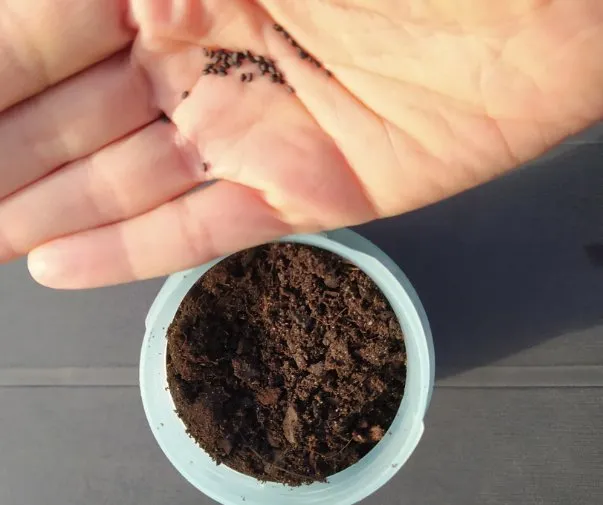 Les premières pousses dans le pot